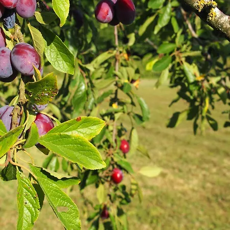 Réole Familial Au Calme - Parc, Piscine&parking Reignac (Charente)